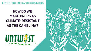 How do we make crops as climate resistant as camelina?