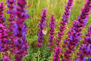 Collection of plants with saturated purple and violet flowers