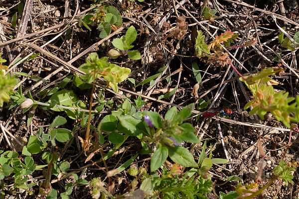 Kupfer-Goldwespe (Chrysura cuprea)