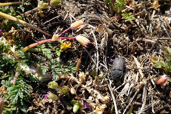 Schwarzer, gepanzerter Käfer krabbelt in einer teils ausgetrockneten Wiese