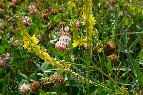 A bee collects nectar from yellow flower hanging downwards