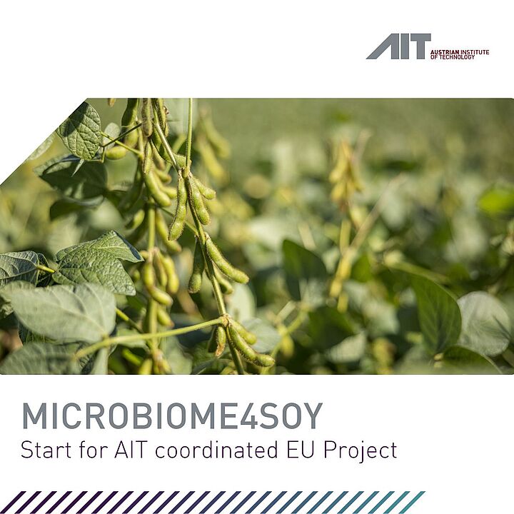 Soya bean image - EU project Microbiome4soy for more sustainability