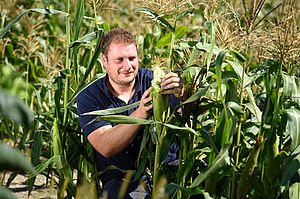 Nikolaus Pfaffenbichler untersucht eine Maispflanze auf freiem Feld bei Sonnenschein