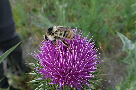 Hummel sammelt Nektar auf einer dunkelpinken Eselsdistel