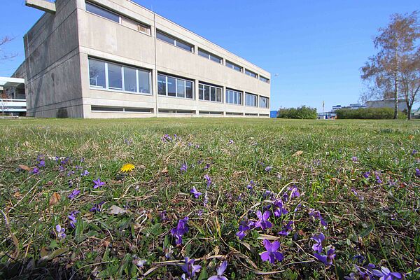 Vor einem quaderförmigen Haus ist eine Wiese auf der vereinzelt violette Blümchen zu sehen sind