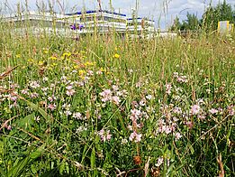 Dense and diverse overgrown meadow