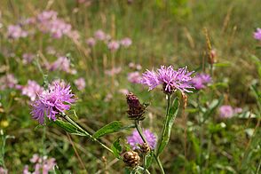 Pink flowers with many elongated, thin, ruffled petals