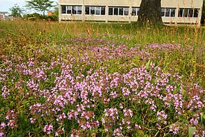 Dichte Ansammlung von zarten Pflänzchen mit kleinen, rosa Blütenblättern