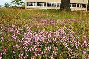 A dense cluster of delicate plantlets with small pink petals