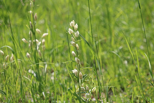 Weißes Waldvöglein (Cephalanthera damasonium)