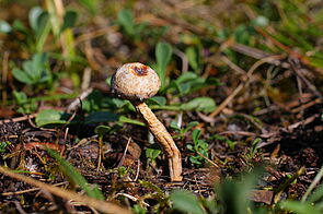 Zitzen-Stielbovist (Tulostoma brumale)