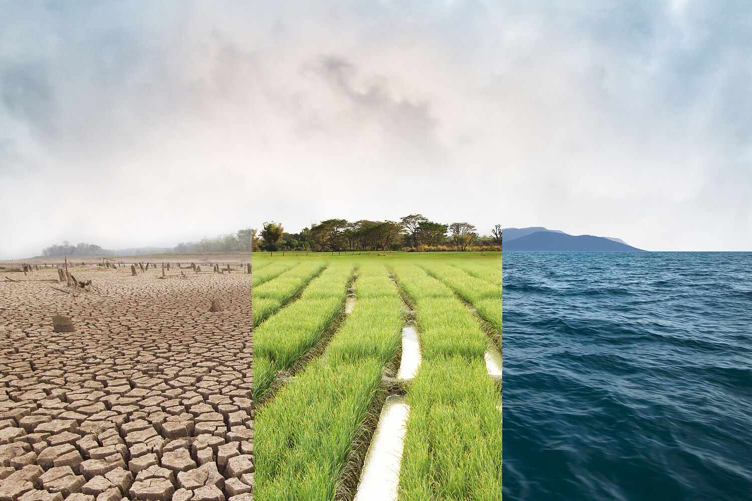 The first image shows a desert, the second a green field of rice, the third an ocean