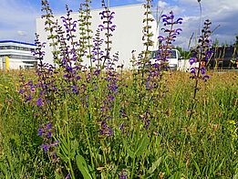 Plant with long stems and purple flowers on the upper third of the stem