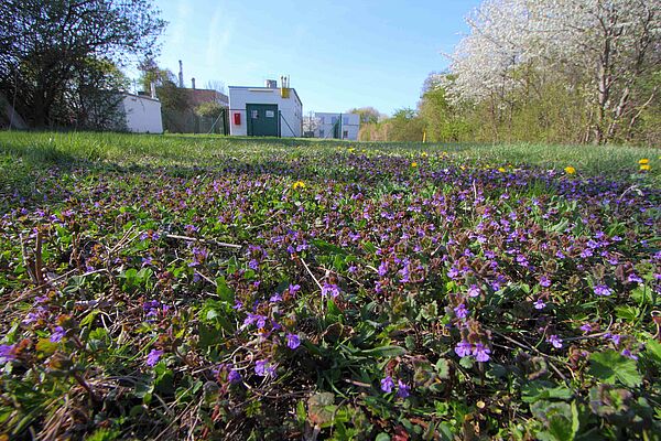 Meadow with small, light violet flowers in the foreground