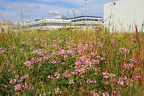 Dicht und divers bewachsene Wiese mit rosa Blüten im Vordergrund