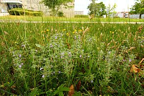 Kleines Gewächs mit dünnen, aber dickeren Blättern und kleinen hellvioletten Blüten