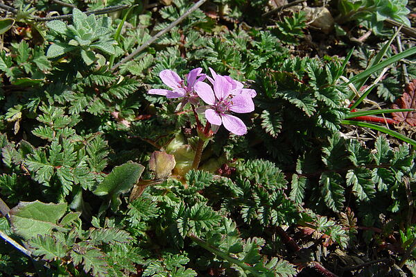 Gewöhnlich-Reiherschnabel (Erodium cicutaria)