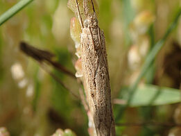 A light brown butterfly with folded, heavily textured wings and dull light brown eyes is shown up close