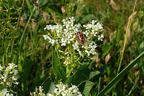 Roter Käfer mit schwarzer Musterung sitzt auf einem Gewächs mit dicken, dunkelgrünen Blättern und vielen kleinen, weißen Blütenblättern