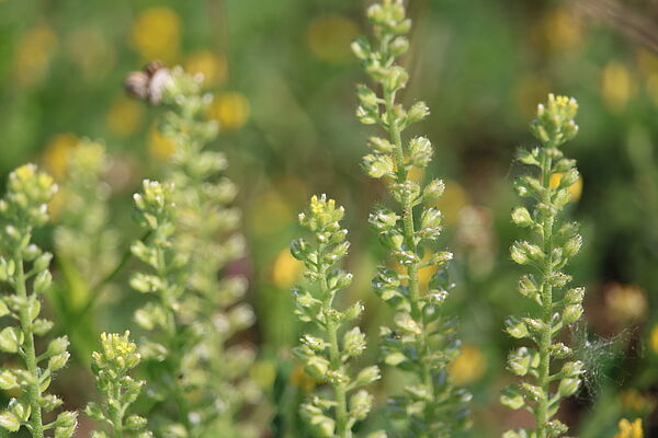 Kelch-Steinkraut (Alyssum alyssoides)