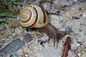 Wiener Schnirkelschnecke (Caucasotachea vindobonensis)