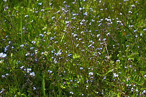 Hügel-Vergissmeinnicht (Myosotis ramosissima)