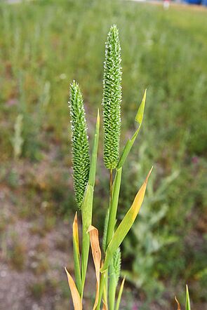 Two blades of grass with greenish to yellowish coloured leaves and green ears with white spots