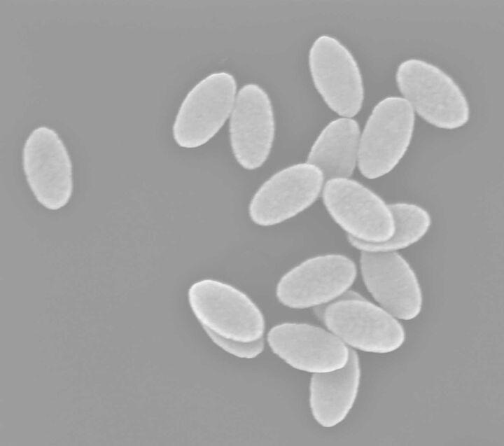 Mikroskopaufnahme von Nanopartikeln