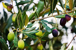 Olvenzweig mit Oliven