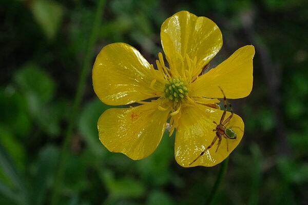 Dreieck-Krabbenspinne (Ebrechtella tricuspidata)