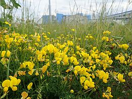 Kleine Blümchen mit gelben Blütenblättern