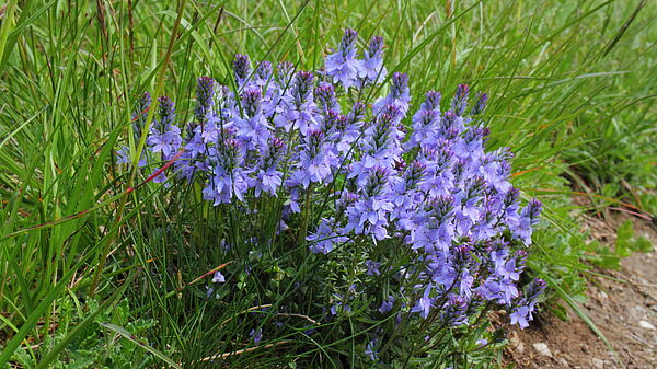 Niederliegende Ehrenpreis (Veronica prostrata)