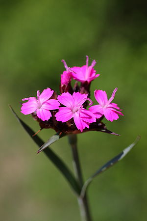 Pflanze mit fünf rosanen Blüten