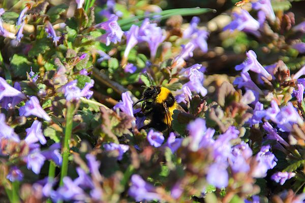 Pelzige Hummel sitzt inmitten einer Ansammlung von kleinen, hellvioletten Blümchen