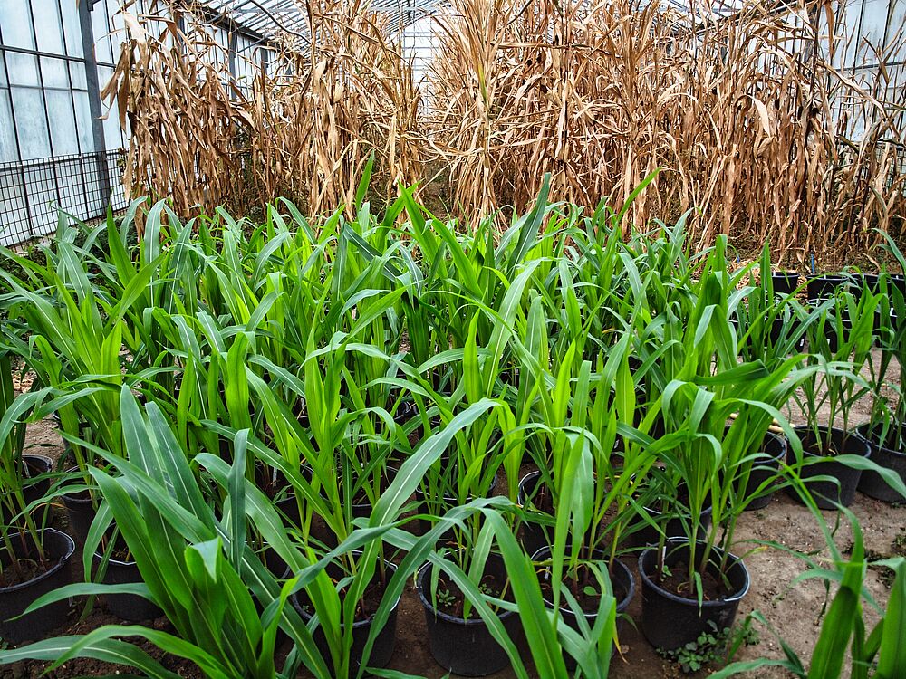 Corn plants in a glass house