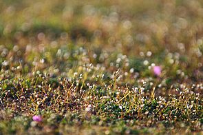 Tiny and round, white blossoms on a small stem are growing on a meadow with short grass