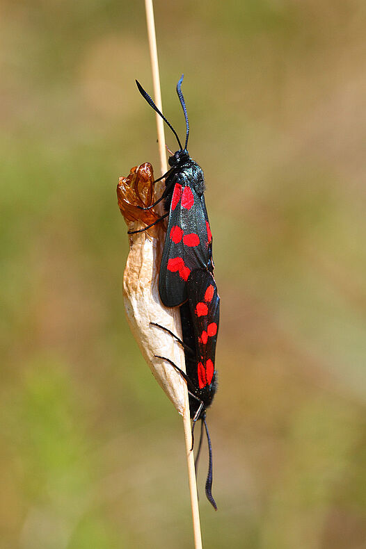 Zwei schwarze Schmetterlinge mit roten Punkten und einem Kokoon