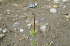 Hügel-Vergissmeinnicht (Myosotis ramosissima)