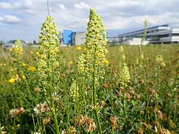 An elongated plant with small, saturated, greenish-yellow flowers on the upper third of the stem