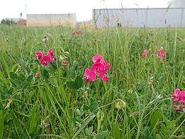 Zartes Gewächs mit pinken Blütenblättern