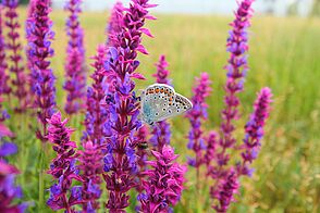 Auf leuchtend purpurfarbenen und lila Blüten sitzt ein grauer Schmetterling mit eisblauen, schwarzen und orangen Markierungen