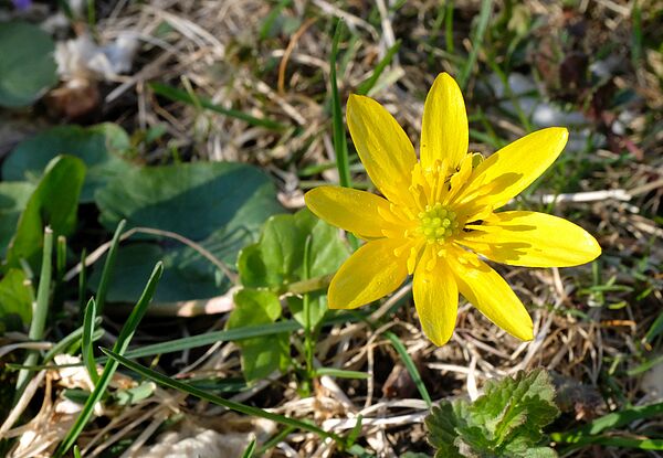 Gelbe Blume mit acht Blütenblättern