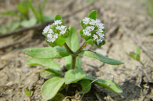 Feldsalat (Valerianella sp.)