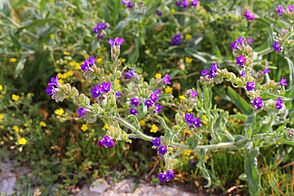 Green, hairy stem with small hairy leaves and a purple floret with five petals