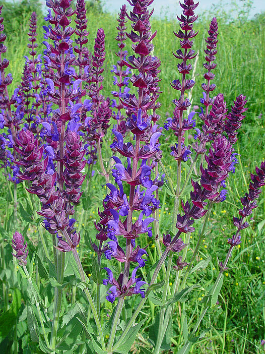 Blume mit lilanen Blüten im Vordergrund und viel Grün