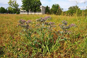 Gewächs mit geschlossenen, dunkelvioletten Blüten und teils matten, hellvioletten Blättern