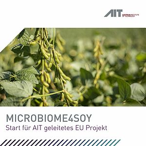 Das Bioresources Team des AIT Center for Health and Bioresources nimmt eine führende Rolle im neu gestarteten EU-finanzierten Projekt MICROBIOMES4SOY ein. Dieses zielt darauf ab, durch den Einsatz von Mikrobiomen nachhaltige landwirtschaftliche Praktiken zu fördern und die menschliche Gesundheit zu verbessern. Mit einem Fokus auf die Sojabohne als Modellpflanze soll das Projekt innovative mikrobiom-basierte Technologien entwickeln, die sowohl die Landwirtschaft als auch die menschliche Gesundheit positiv beeinflussen. Herausforderungen der modernen Landwirtschaft  Die globalen Herausforderungen der Nahrungsmittelproduktion und des Klimawandels erfordern dringende Lösungen, um nachhaltigere und umweltfreundlichere Ernährungsweisen zu fördern. Die herkömmliche Landwirtschaft ist stark von chemischen Düngemitteln und Pestiziden abhängig, was negative Auswirkungen auf die Umwelt und die menschliche Gesundheit haben kann. Darüber hinaus sind tierische Proteinquellen ressourcenintensiv und tragen erheblich zu den Treibhausgasemissionen bei. Mikrobiom-basierte Innovationen als Lösung  Das MICROBIOMES4SOY-Projekt setzt an diesen Herausforderungen an, indem es die Rolle von Mikrobiomen in der Landwirtschaft und Ernährung erforscht. Mikrobiome sind vielfältige Gemeinschaften von Mikroorganismen, die in der Umwelt und in menschlichen Körpern vorkommen. Das Projekt untersucht die Funktionen und Dynamiken von Boden- und Pflanzen-assoziierten Mikrobiomen, um deren Potenzial für nachhaltige landwirtschaftliche Praktiken zu nutzen. Angela Sessitsch, Projektkoordinatorin und Leiterin der AIT Bioresources Gruppe, erläutert: „Wir werden die Sojabohne als Modellpflanze nutzen, um die Dynamik und Funktionen von Boden- und Pflanzen-Mikrobiomen besser zu verstehen. Gleichzeitig entwickeln wir mikrobielle Anwendungen, die die Stressresistenz der Pflanzen erhöhen und die Nährstoffqualität der Sojabohne verbessern.“ Zukunftsaussichten und langfristige Vorteile  MICROBIOMES4SOY kann nicht nur zur Entwicklung nachhaltigerer landwirtschaftlicher Praktiken beitragen, sondern auch zur Förderung gesünderer Ernährungsweisen. Durch mikrobiom-basierte Innovationen kann die Sojabohne als klimafreundliche Proteinquelle etabliert werden, die sowohl die menschliche Gesundheit als auch die Umwelt positiv beeinflusst. Beatrix Wepner, AIT Center for Innovation Systems & Policy, betont: „Es ist entscheidend, einen ganzheitlichen Ansatz im Lebensmittelsystem zu verfolgen, um nachhaltige Lösungen zu entwickeln. Mikrobiome spielen dabei eine zentrale Rolle, da sie die Bodenfruchtbarkeit sowie die Gesundheit von Pflanzen, Tieren und Menschen beeinflussen.“  Das Projekt wird durch die Zusammenarbeit von 17 Partnern aus 10 Ländern unterstützt, die ihr Fachwissen in den Bereichen Boden-, Pflanzen-, Human- und Tiermikrobiome, Bioinformatik, Modellierung, Pflanzenproduktion, Aquakultur, Lebensmittel- und Futtermittelproduktion, Lebensmittelsystem-Mapping und wissenschaftliche Kommunikation einbringen.  Erfahren Sie mehr unter: microbiomes4soy.eu