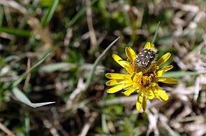 Slightly furry, black beetle with small white dots sits on a yellow flower with many small petals