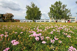 Wiese mit rosa Blumen