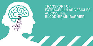 Symbol für EVs, die durch die Blut-Hirn-Schranke transportiert werden, und englischer Text: Transport of Extracellular vesicles across the blood-brain-barrier